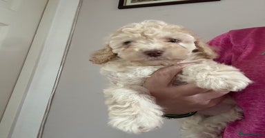 Cockapoo dogs - Advert 3