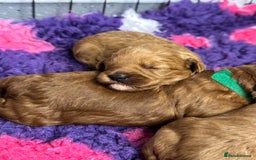 Toy Poodle dogs for stud: Toy Poodle KC - Stud and  fully health tested  - Image 29