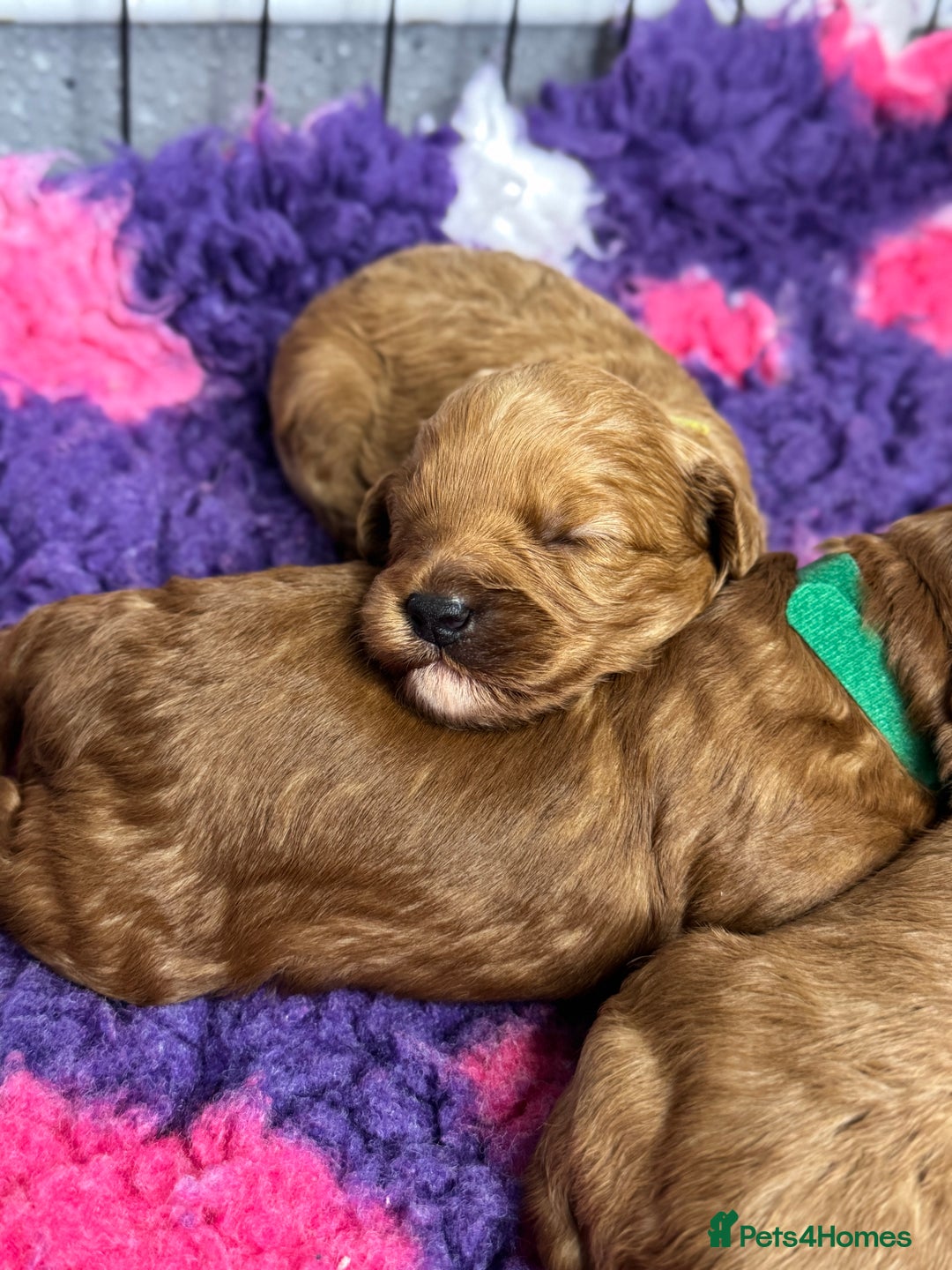 Toy Poodle dogs for stud: Toy Poodle KC - Stud and  fully health tested  - Image 29