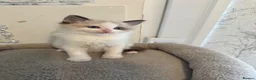 Ragdoll cats for sale: Beautiful Ragdoll Kittens - Advert 23