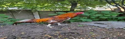 Chickens poultry for sale: Aseel- Different Prices in Walsall - Advert 5