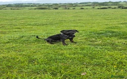 Cane Corso dogs for stud: Looking for stud - Image 4