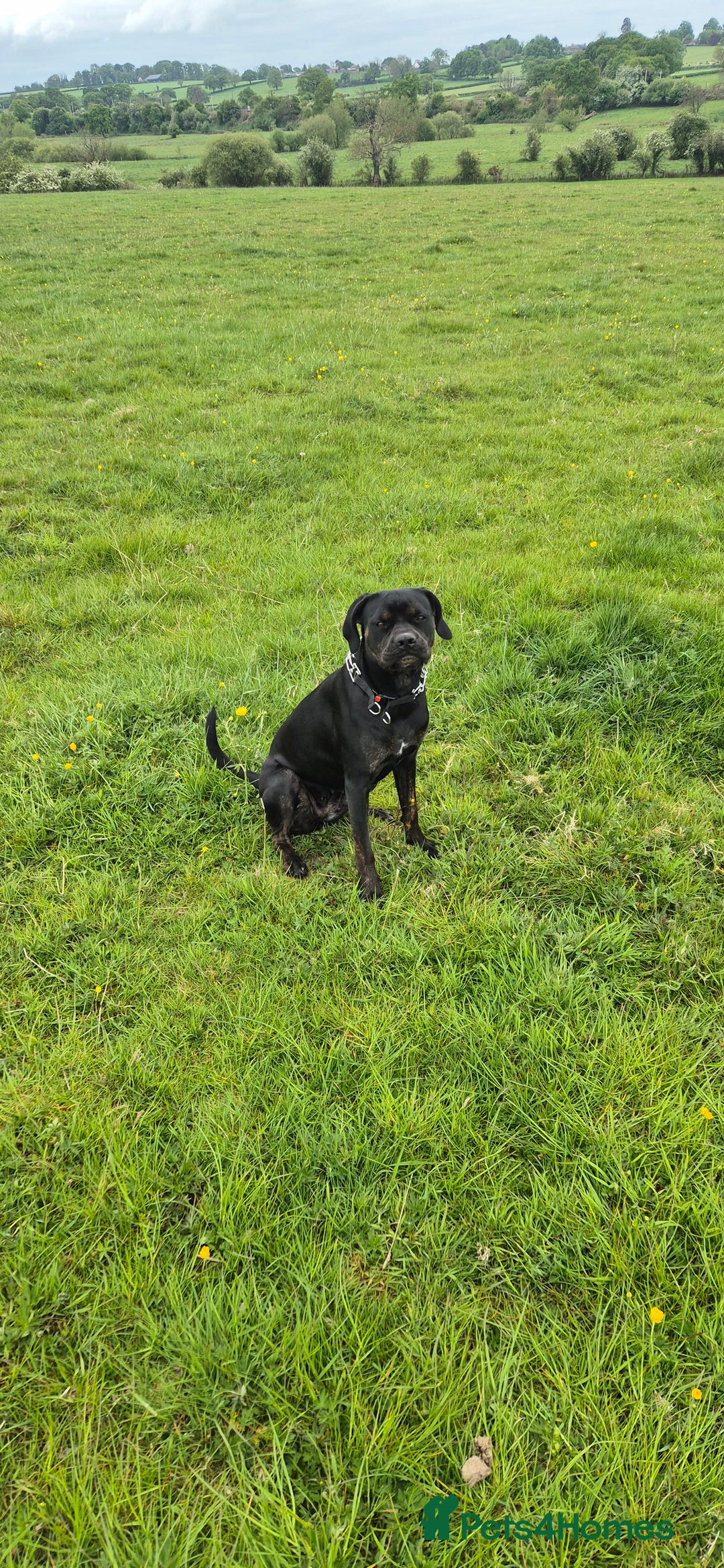 Cane Corso dogs for stud: Looking for stud - Image 4
