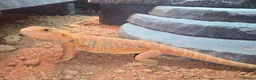 Bearded Dragon reptiles for sale: 2 Bearded dragon  - Advert 7