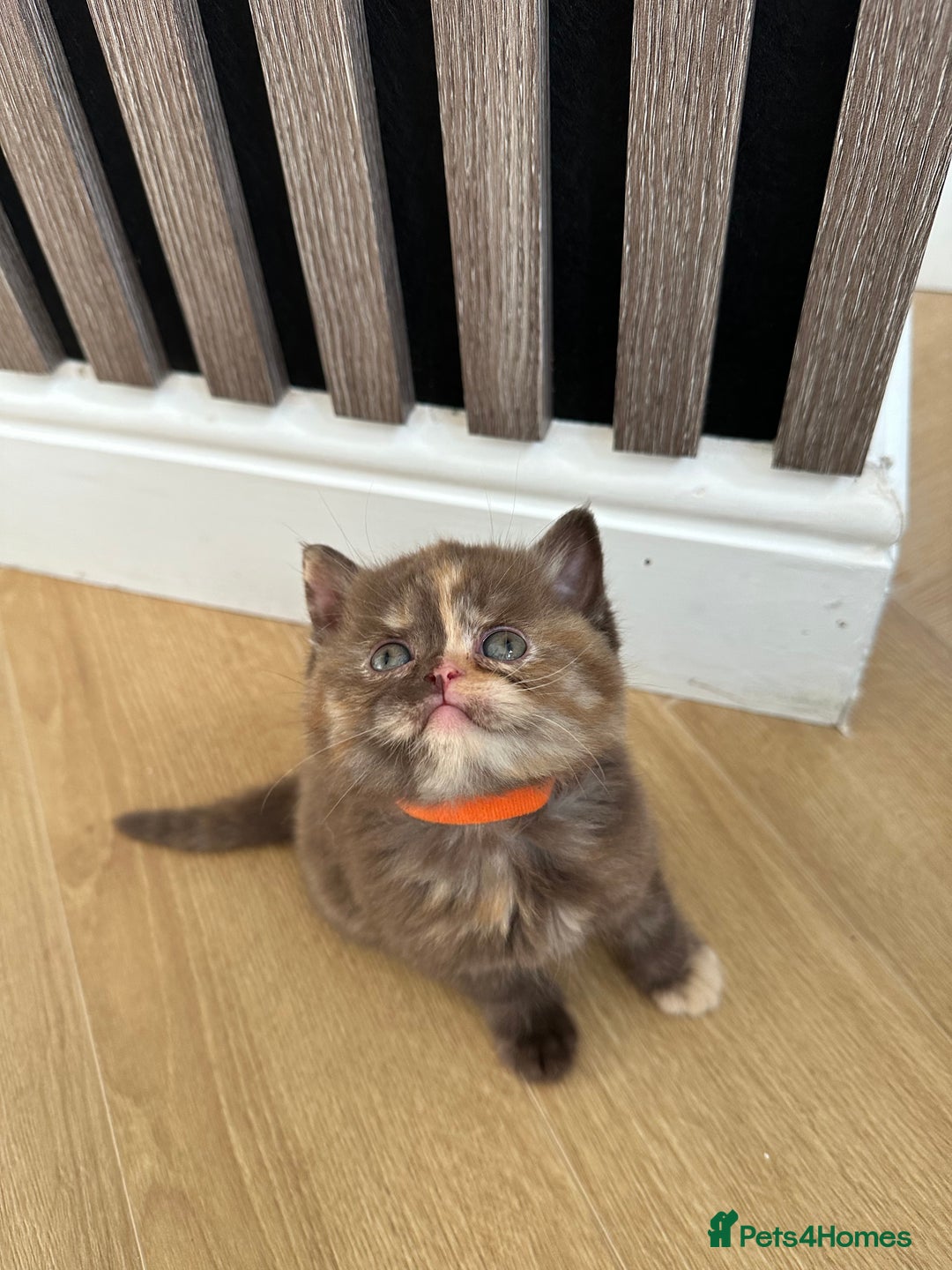 British Shorthair cats for sale: 😻Beautiful Chocolate Tortie BSH Kittens😻🎀 - Advert 18