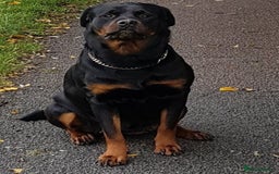 Rottweiler dogs for sale: Rottweiler bicth  - Image 6