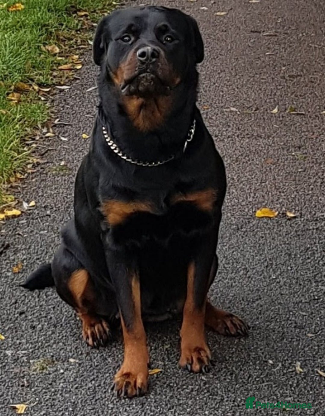 Rottweiler dogs for sale: Rottweiler bicth  - Image 6