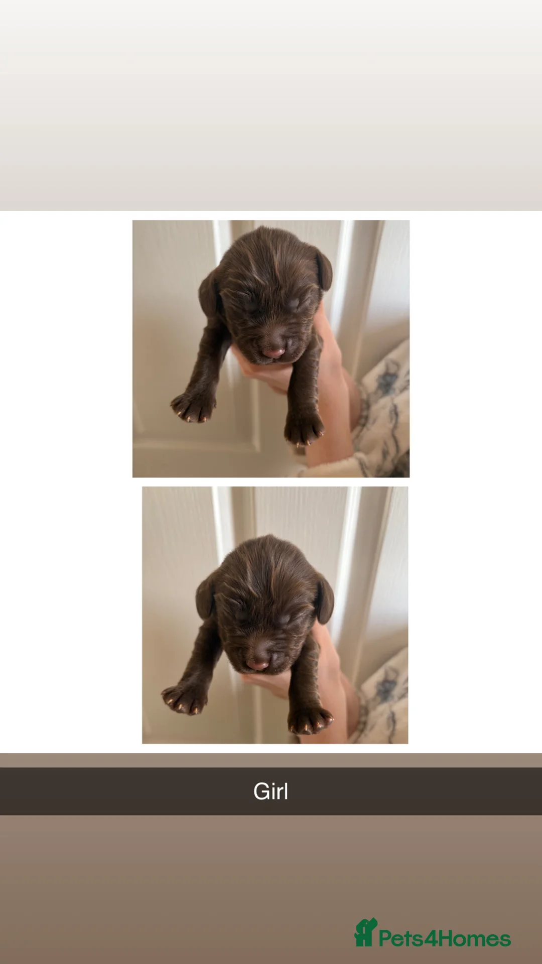 Sprocker dogs for sale: Sprockers for sale  in Doncaster - Advert 2