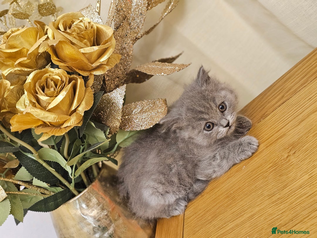 British Shorthair cats for sale: Last 4 male British Short-hair/long hair kittens  - Image 27