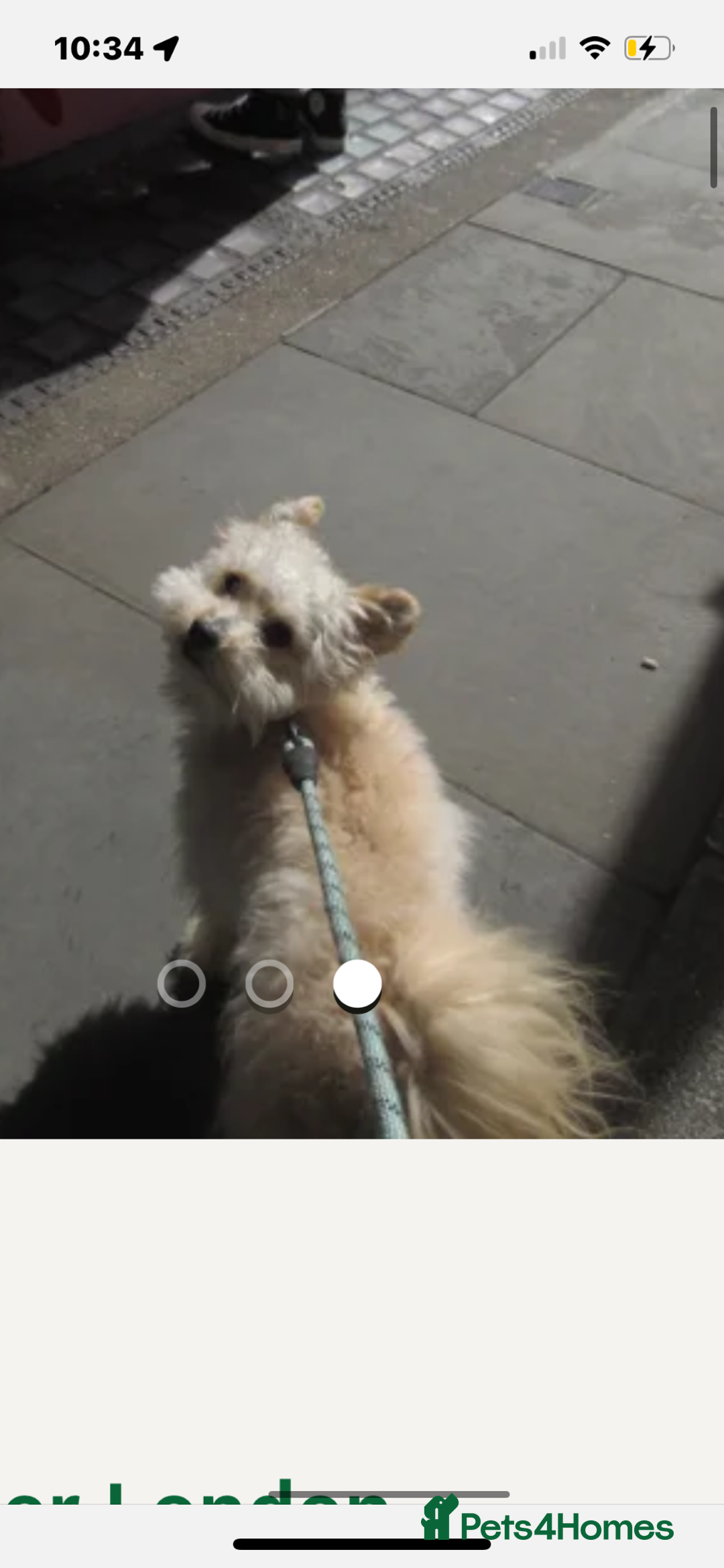 Pomapoo dogs for sale: Yuki 1 year old Pomapoo - Advert 3