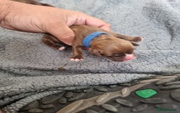 Mixed Breed dogs for sale: Cockerbull - Image 8