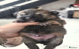 Mixed Breed dogs for sale: Tiny  **  Yorkiepoms - Image 4