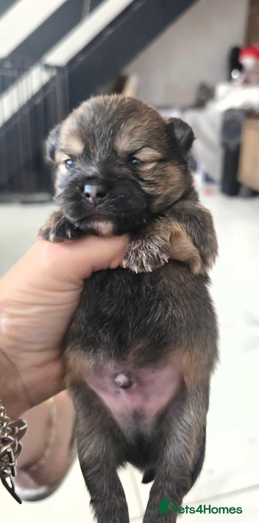 Mixed Breed dogs for sale: Tiny  **  Yorkiepoms - Image 4