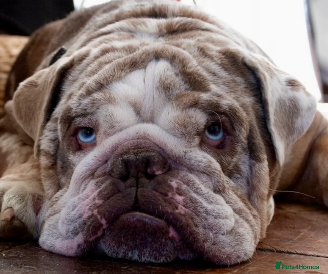 English Bulldog dogs for stud: Lilac and Merle English bulldog  in Bexhill-on-Sea - Advert 4