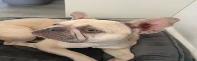 French Bulldog 1