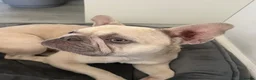 French Bulldog dogs for sale: Beautiful Female blue fawn French bulldog puppy - Advert 3