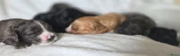 Cockapoo dogs for sale: Beautiful DNA clear Showtype F1 Cockerpoo's  - Advert 31