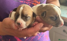 Jack Russell dogs for sale: Bred From Health Tested Parents - Image 20