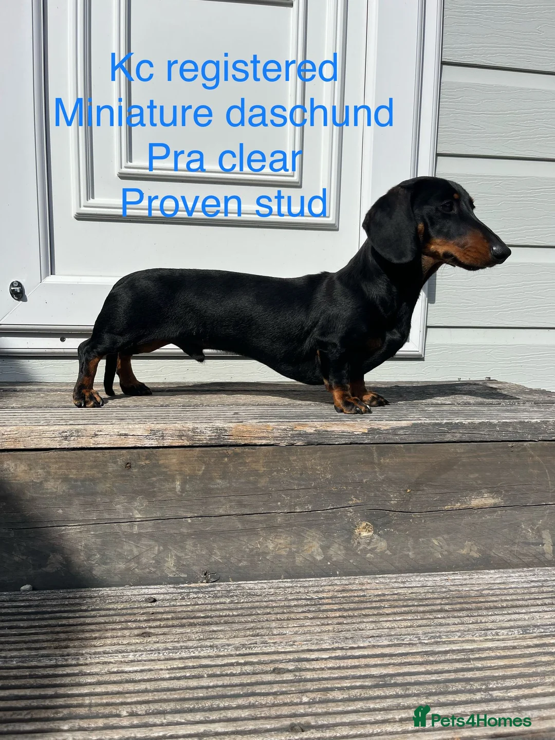 Miniature Dachshund dogs for stud: Stunning stud  - Advert 1