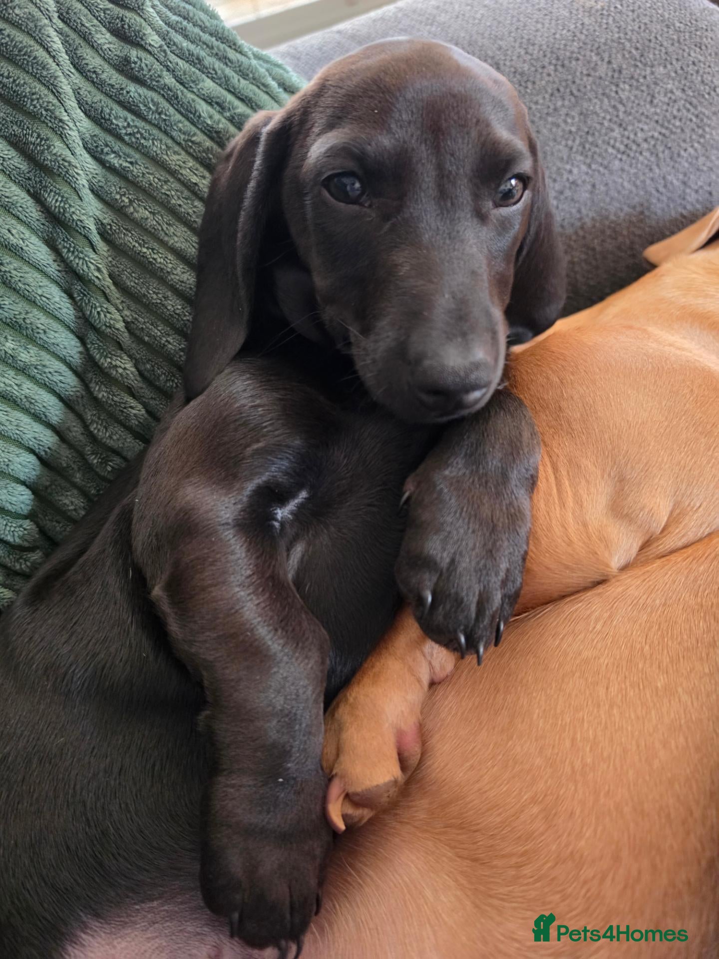Miniature Dachshund dogs Stunning Miniature dachshund  - Advert 1