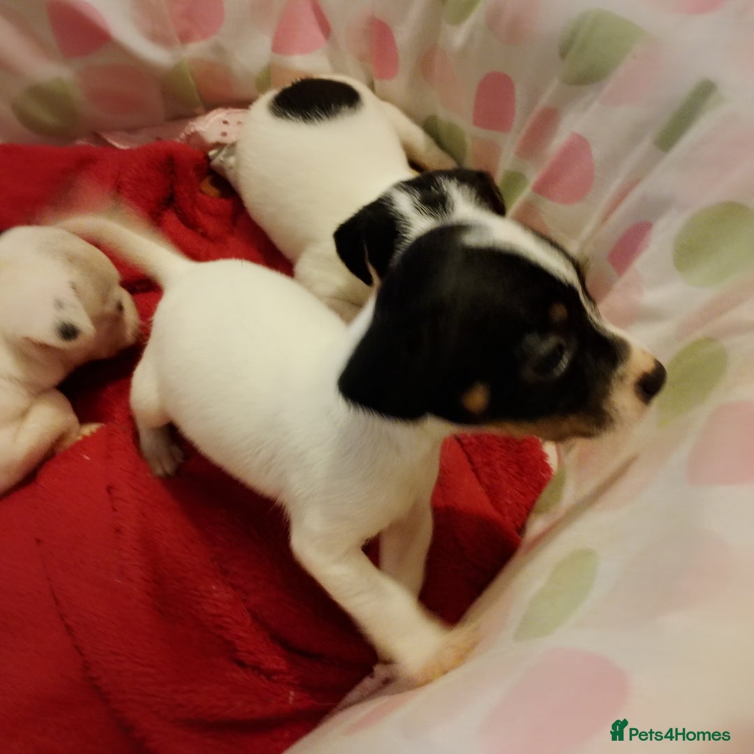 Jack Russell dogs for sale: Jack Russells  - Image 3