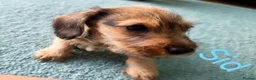 Miniature Dachshund dogs for sale: Premium Mini Wire-haired Dachshund Puppies - Advert 24