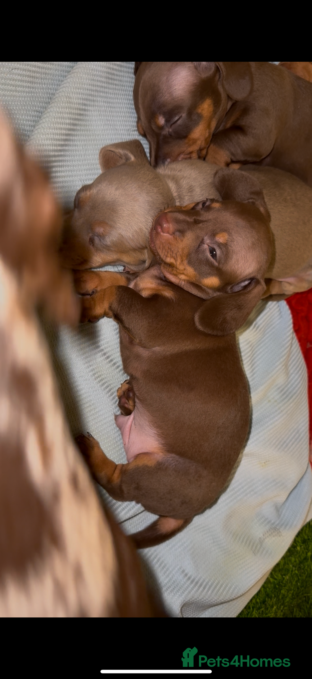 Miniature Dachshund dogs for sale: 🐾🌟KC Reg Miniature Dachshund Puppies🌟🐾 - Advert 5