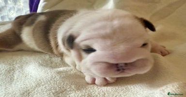 English Bulldog dogs - Advert 9