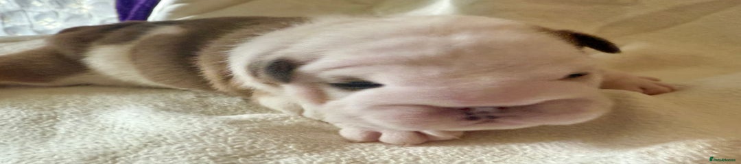 English Bulldog Puppy 4
