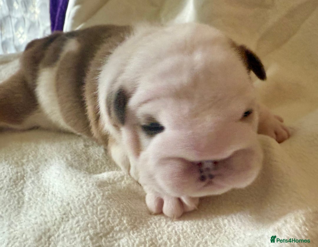 English Bulldog dogs for sale: 🏆Championed Sired English Bulldog Puppies🏆 - Image 3