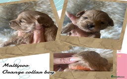 Maltipoo dogs for sale: Fully dna tested Maltipoos  - Image 11