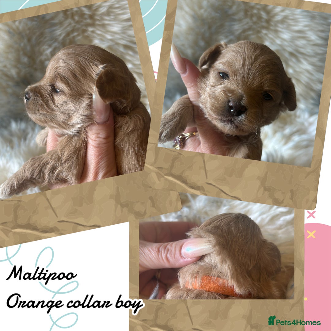 Maltipoo dogs for sale: Fully dna tested Maltipoos  - Image 11