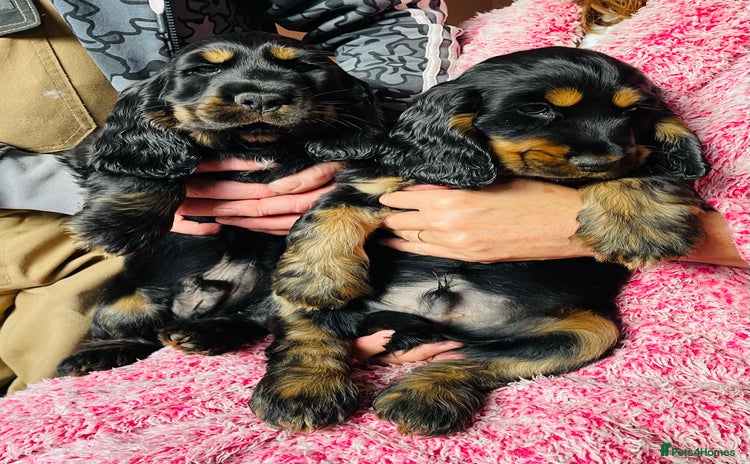Cocker Spaniel dogs - Advert 6