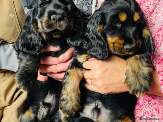 Cocker Spaniel dogs - Advert 4