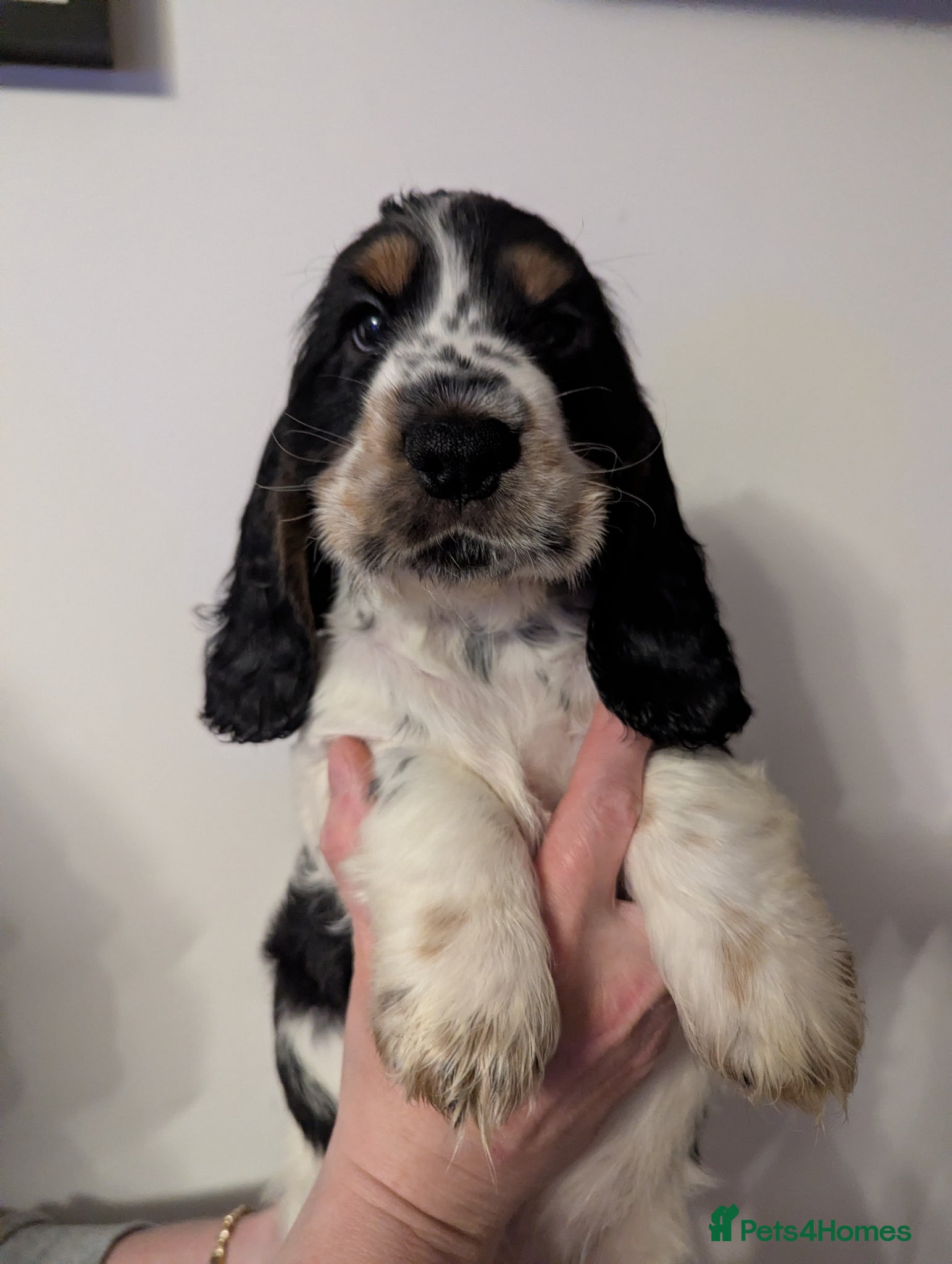 Cocker Spaniel dogs COCKER SPANIEL PUPPIES LOOKING NEW HOME 🏡 - Advert 9