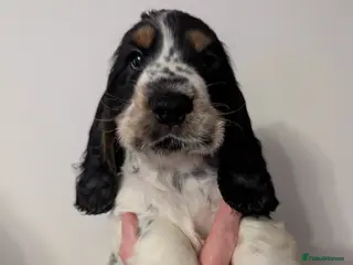 Cocker Spaniel dogs COCKER SPANIEL PUPPIES LOOKING NEW HOME 🏡 - Advert 9