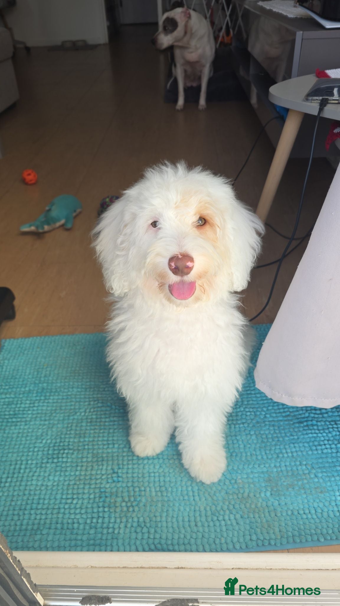 Schnoodle dogs 5 month old boy schnoodle - Advert 14