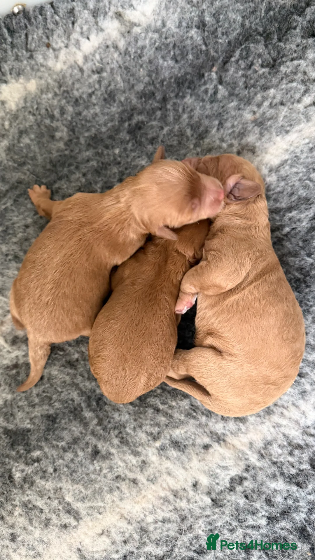 Cavapoo dogs for sale: The most beautiful Cavapoos - Advert 3