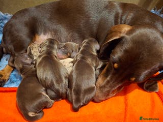 Miniature Dachshund dogs 🐾❤️ KC Reg Smooth Haired Miniature Dachschund - Advert 10