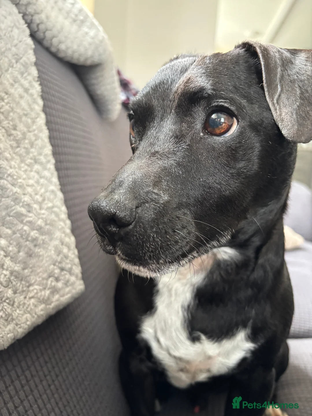 Patterdale Terrier dogs for sale: Cooper in Cullompton - Advert 2