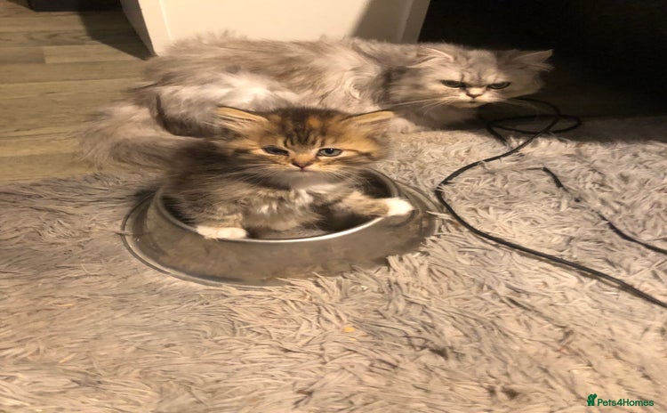 Persian cats - Advert 2