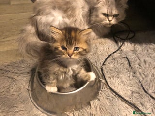 Persian cats - Advert 17