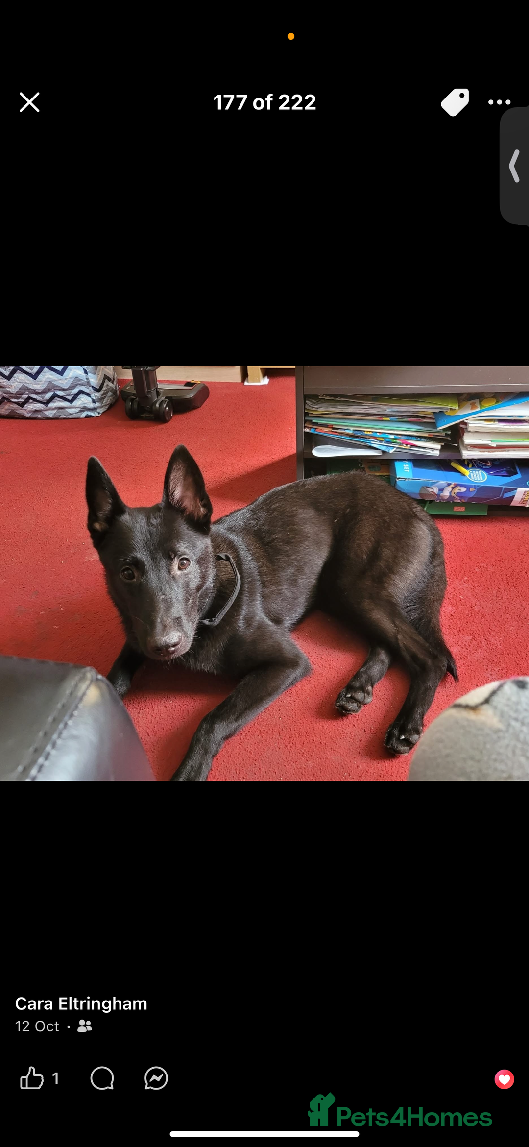 Belgian Shepherd Dog dogs for sale: Mali cross Dutch shepherd  - Advert 3