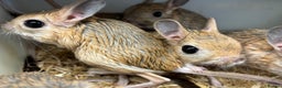 Mixed Breed rodents for sale: Various jerboas available  - Advert 3