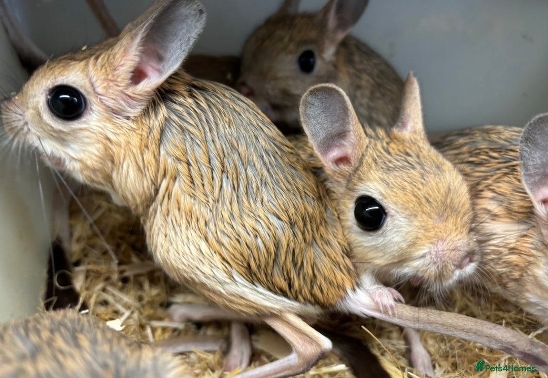 Mixed Breed rodents for sale: Various jerboas available  - Advert 3