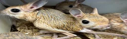 Mixed Breed rodents for sale: Various jerboas available  - Advert 3