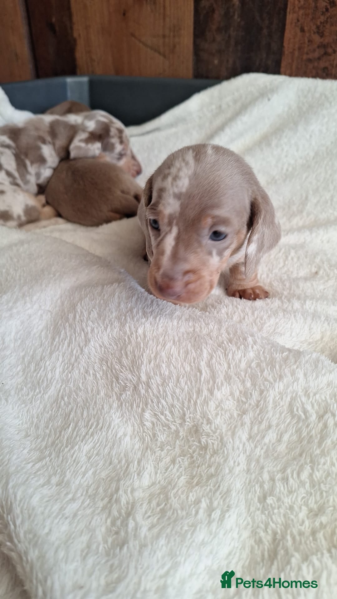 Miniature Dachshund dogs Outstanding KC Reg Mini Dachshund Puppies   - Advert 2
