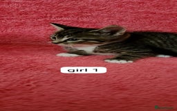 European cats for sale: Kitten  - Image 11