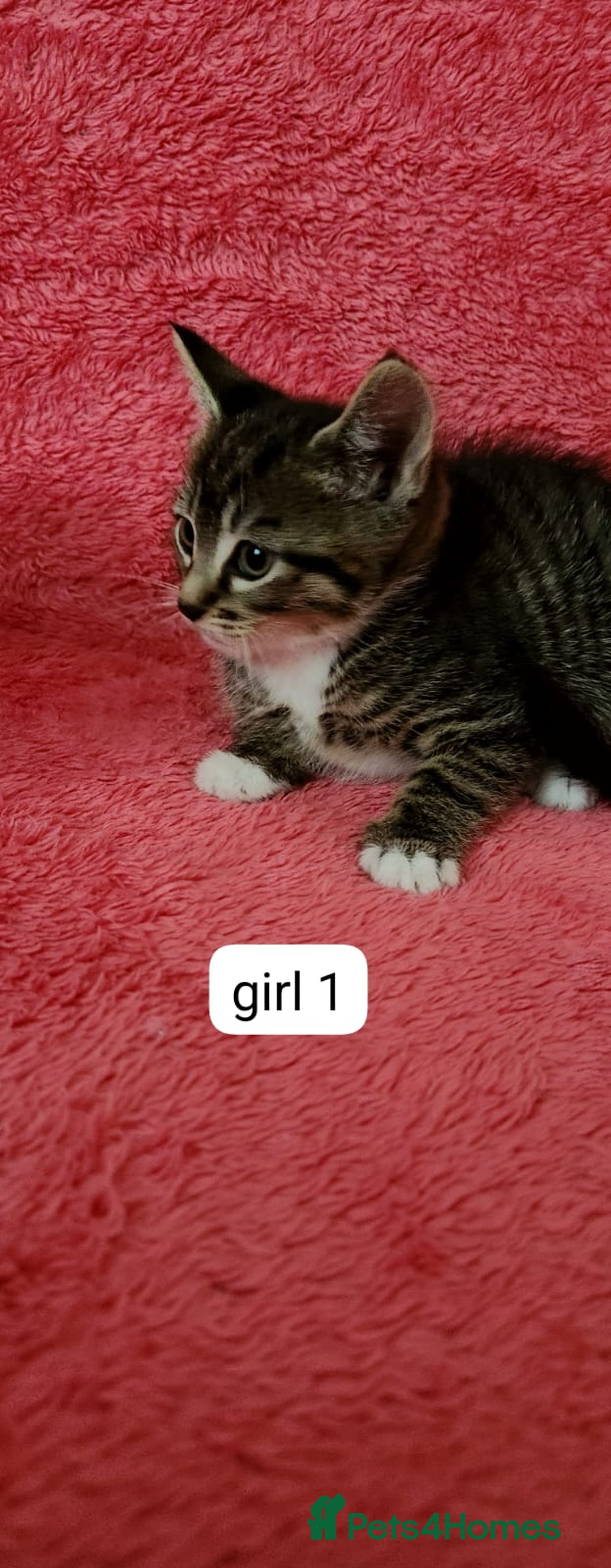 European cats for sale: Kitten  - Image 11