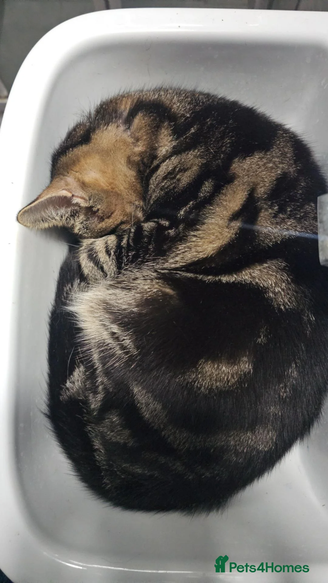 Mixed Breed cats for sale: Mother and son tabby - Advert 8